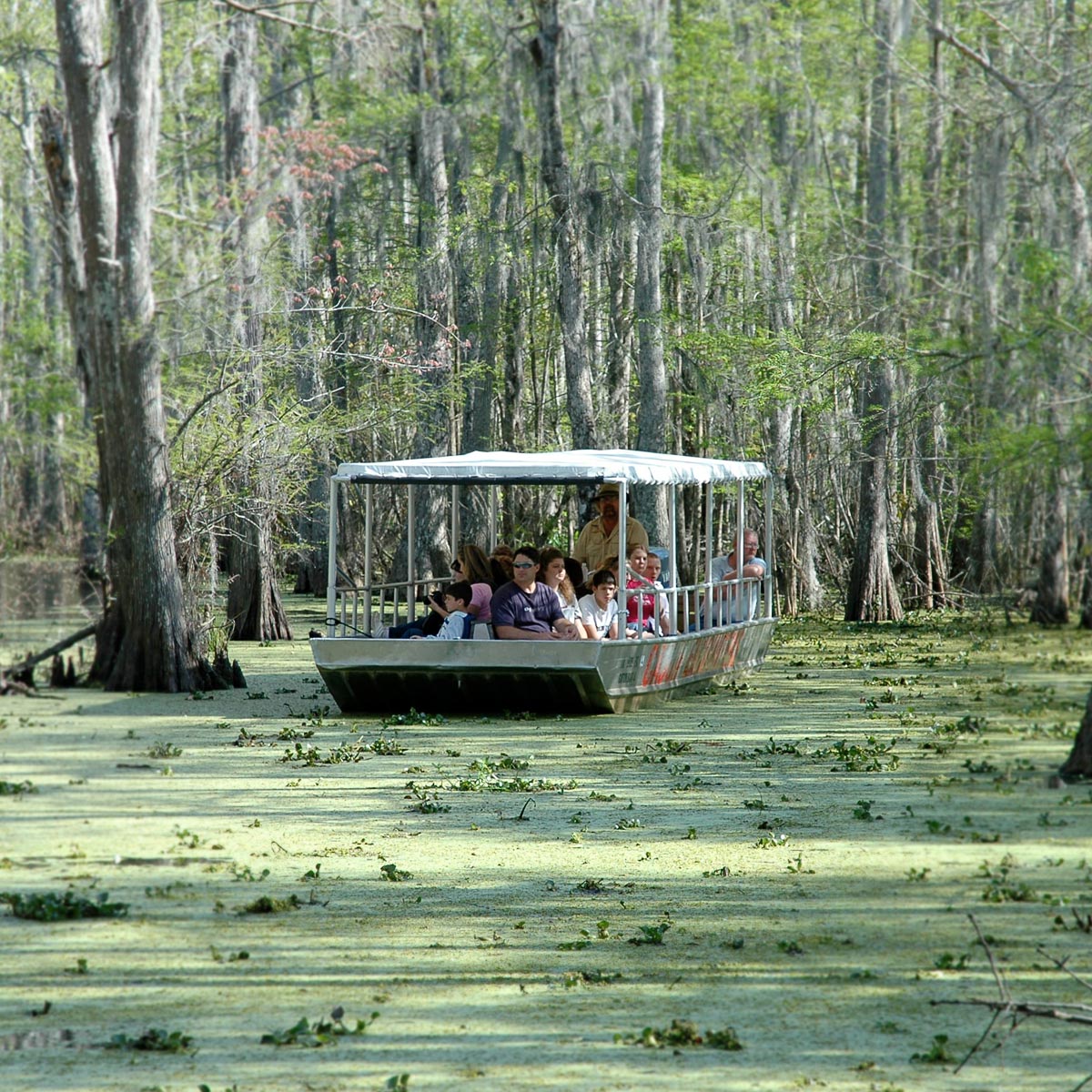 Swamp Tour